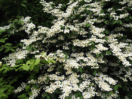 DSCF4252.JPG