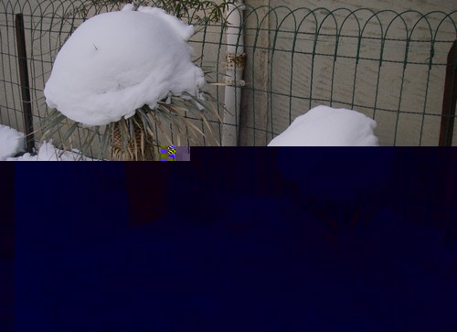 Yucca rostrata et filifera neige.jpg