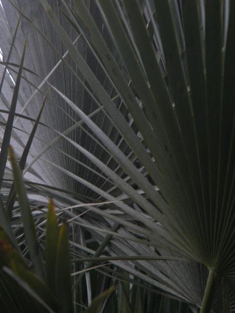 humilis 2.jpg