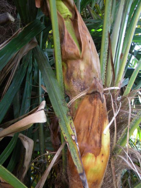 base de la spathe mâle