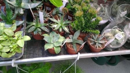agave bis.JPG