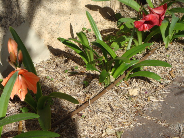 DSC01696.JPG