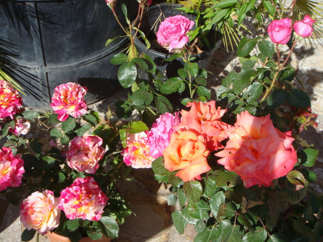 DSC01698.JPG