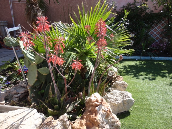 DSC03850 (550x413).jpg