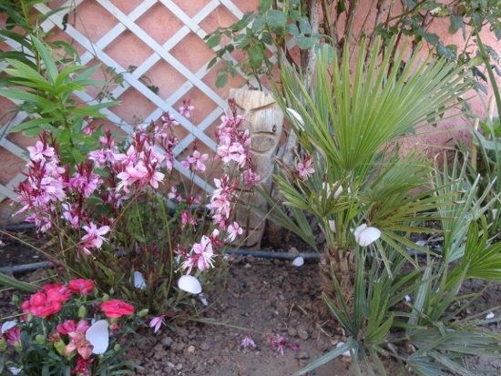 DSC03856 (550x413).jpg