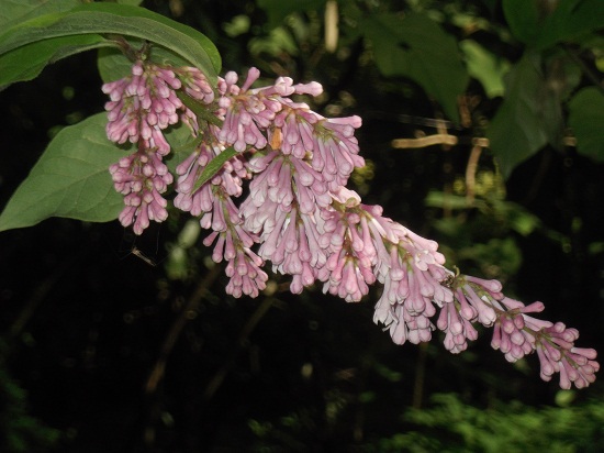 Syringa josiflexa