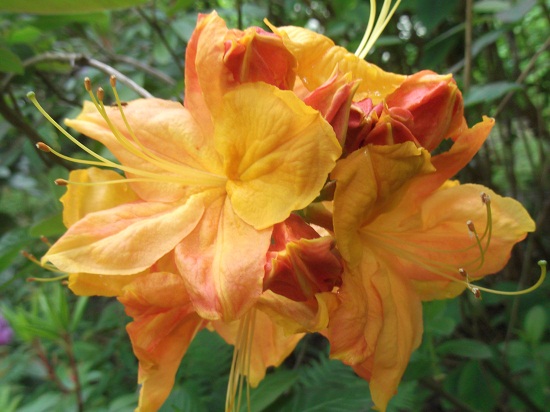 Azalea mollis