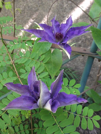 Clematis jackmanii