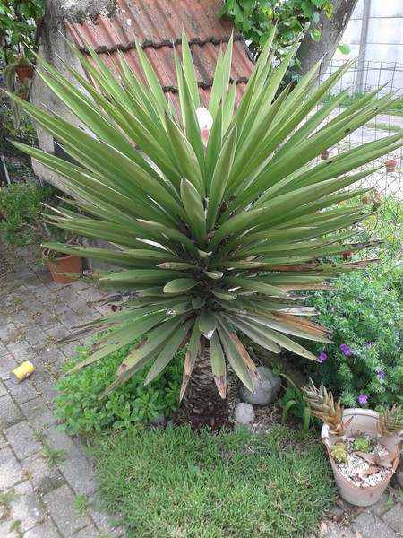 Yucca treculeana Cour Champagnier maison bis.jpg