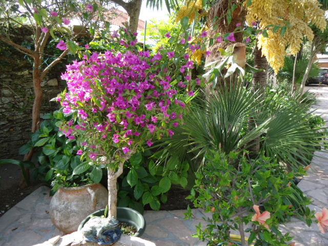 DSC01306.JPG