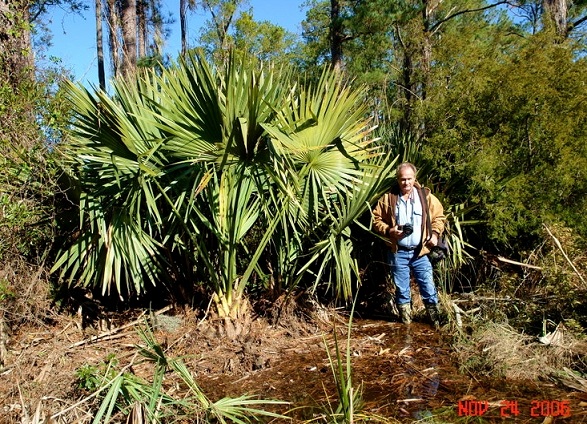 sabal minor 3.jpg