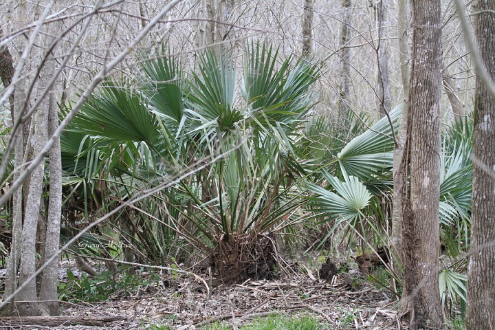 sabal minor 4.jpg
