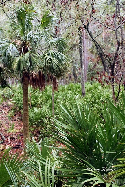sabal 2.jpg
