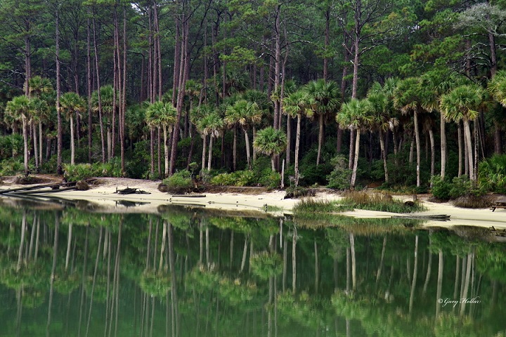 sabal.jpg