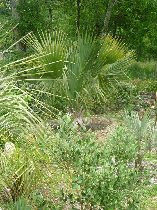 des nouvelles de mon  Sabal Palmetto, léger désèchement des pointes, stress de la plantation, mais surtout  dû sur le printemps qui nous a posé un lapin !