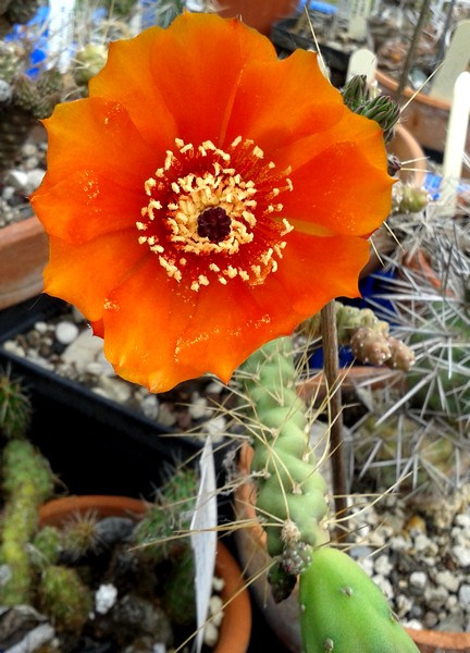 Austrocylindropuntia verschaffeltii RH454 fl (3) bis.jpg