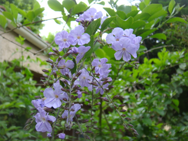 duranta palmeri