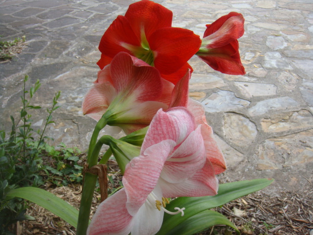 DSC05012.JPG