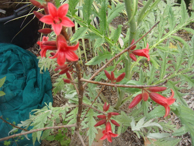brachychiton bidwilli