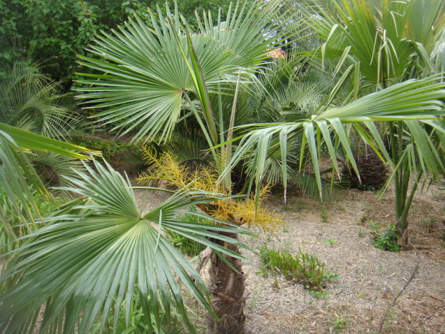 trachycarpus martianus