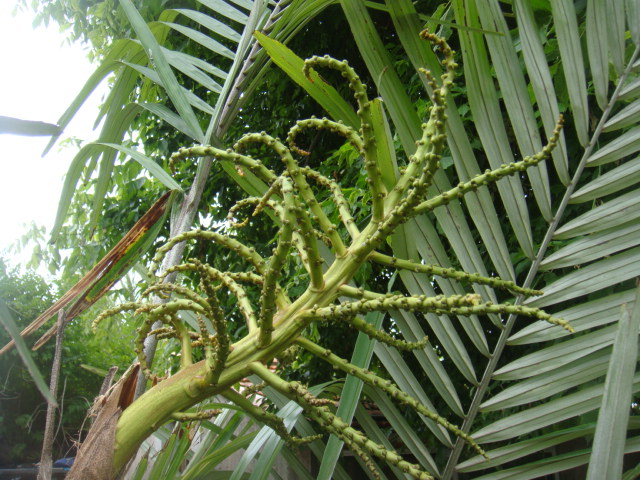 arenga engleri