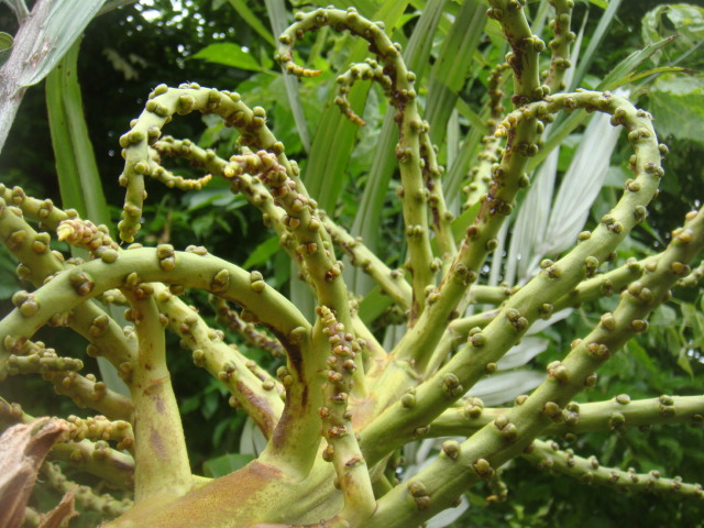 arenga engleri