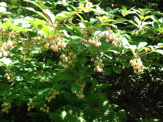 DSCF4300.JPG