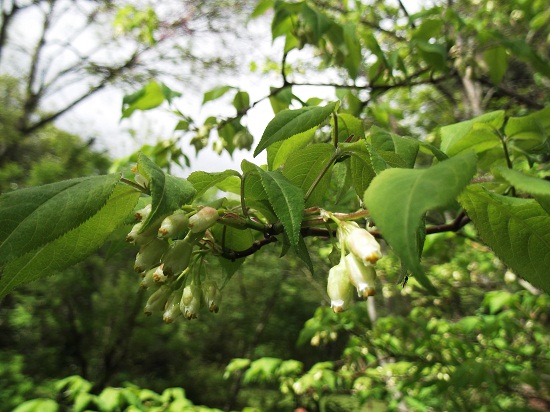 Ptelea trifoliata,plus remarquable pour son allure générale que pour sa fleur!