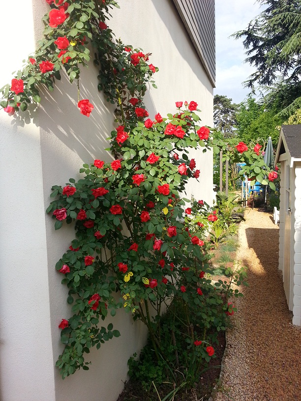 rosier flamboyant !