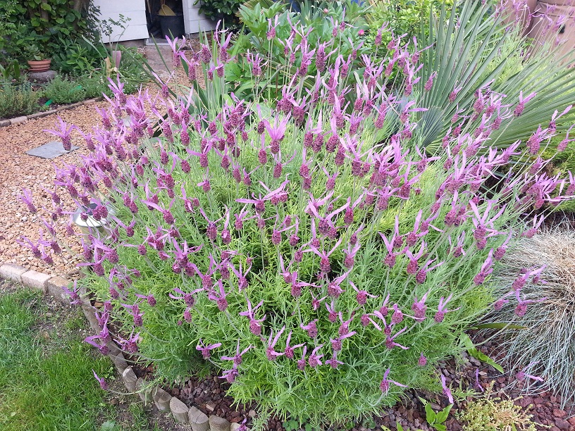 lavande papillon
