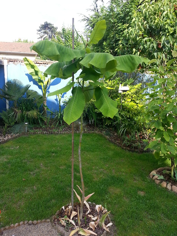 magnolia macrophylla