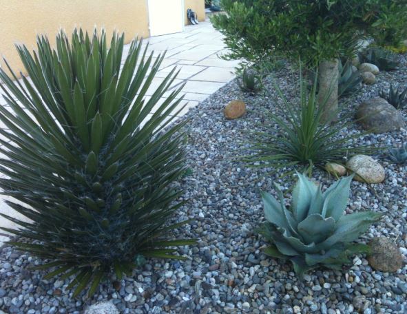 Un bel Ovatifolia