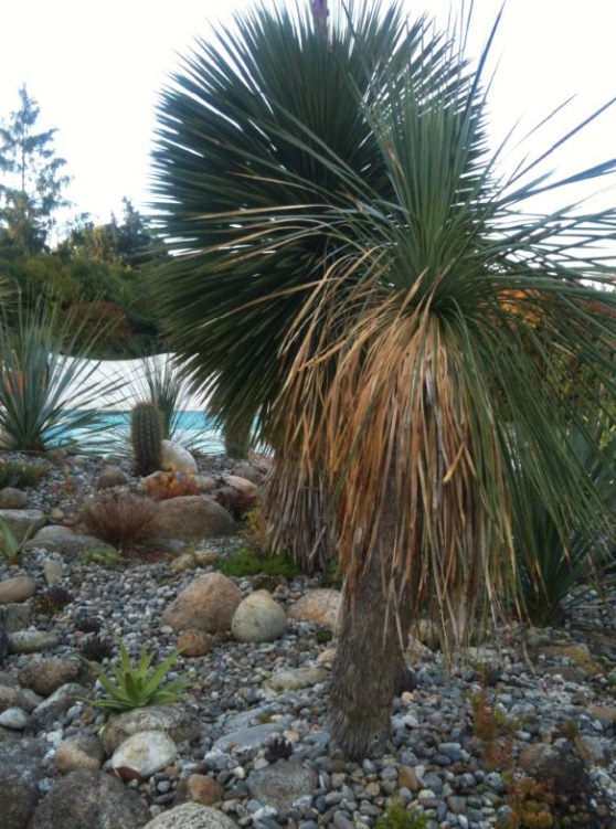 yucca f.JPG