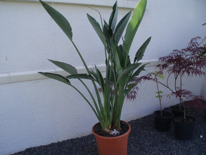 strelitzia