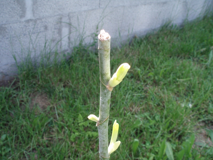 P1010334.JPG