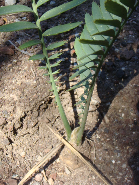 flush d'encephalortos sclavoi