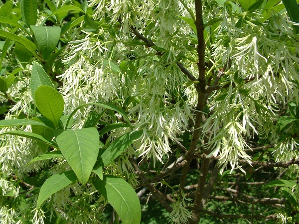 Chionanthus
