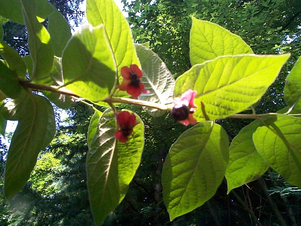 Lonicera ledebourii