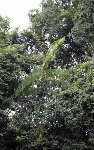 Palmier Gabonnais rare sur place