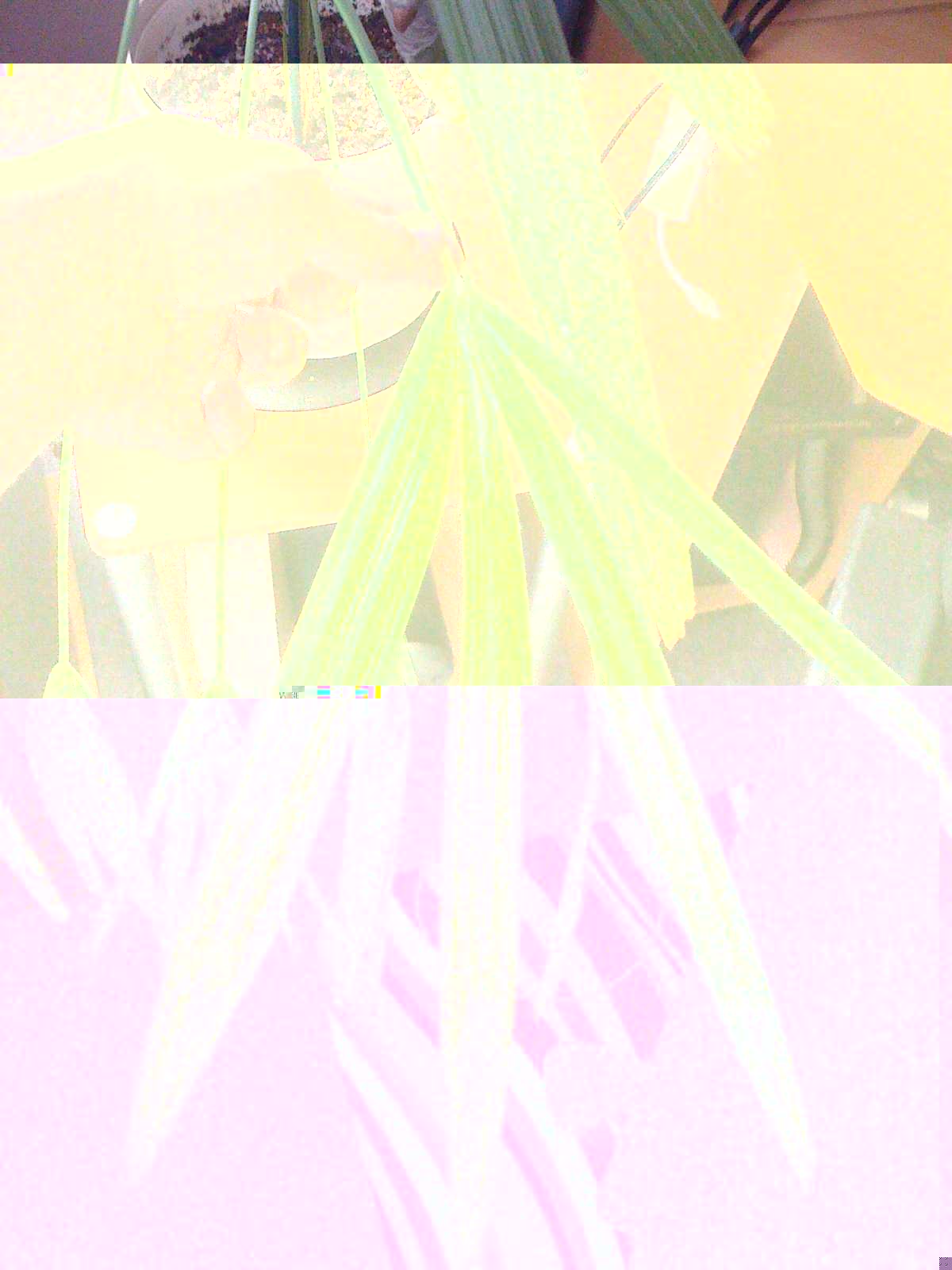 palmétoile.jpg