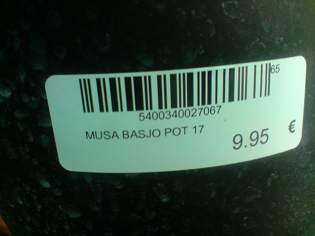 P150613_19.59 pot.jpg