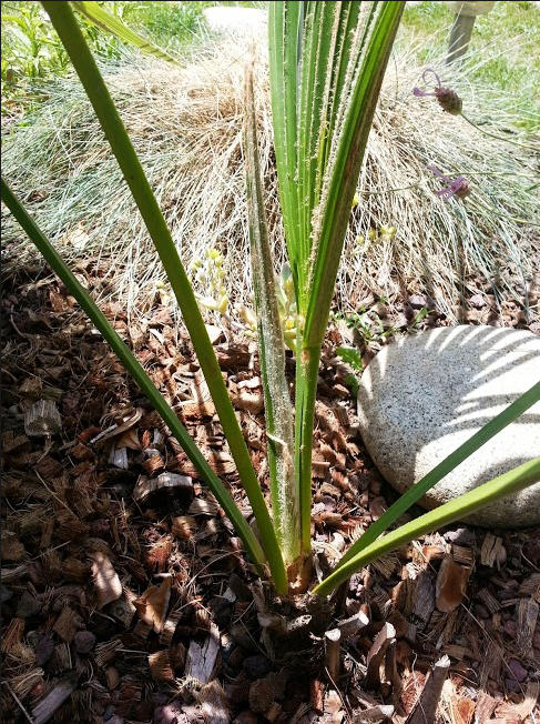 Trachycarpus ukhrulensis - Vue rapprochée sur la 2ème et 3ème feuille de la saison