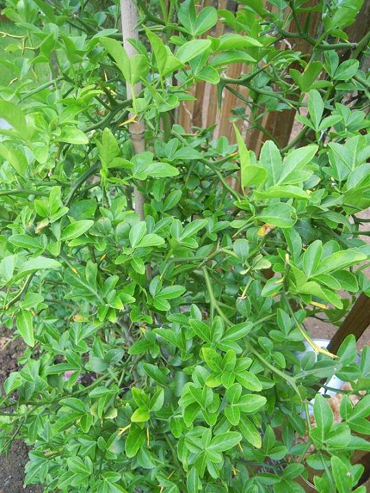 Poncirus Trifoliata (pas de floraison)