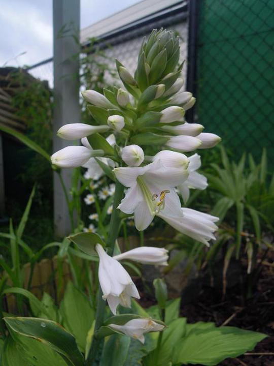 Hostas
