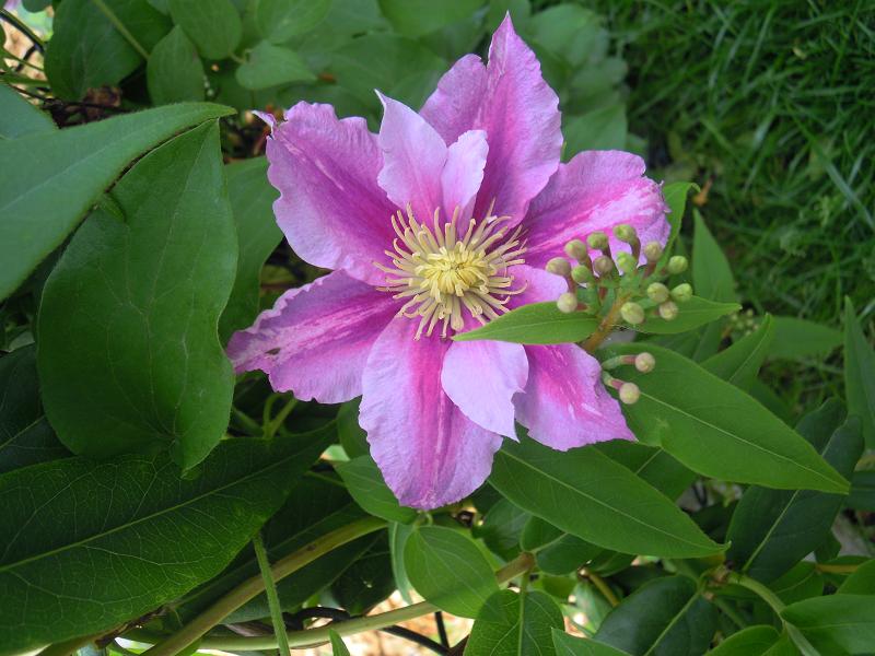 Clematis