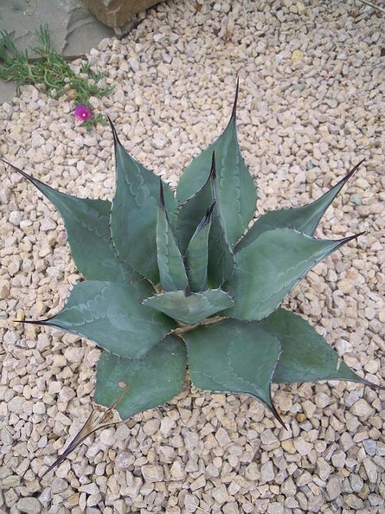 Agave Havardiana