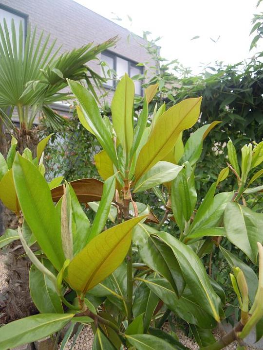 Magnolia Grandiflora
