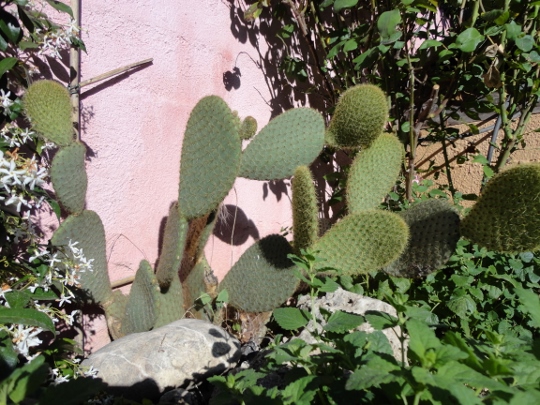 DSC03910 (540x405).jpg