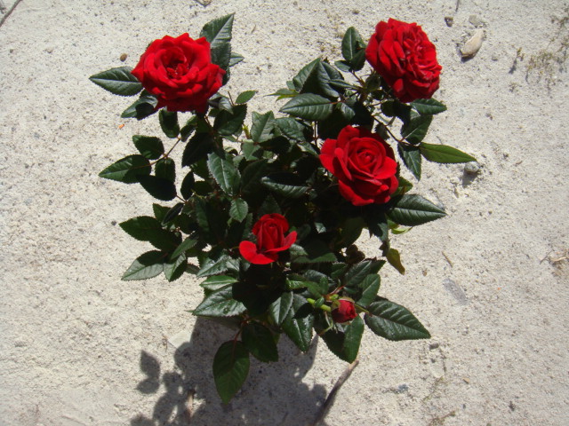 DSC05055.JPG