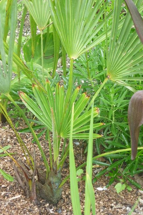 vue raprochée, avec une palme de l'année(abimée) et la nouvelle lance